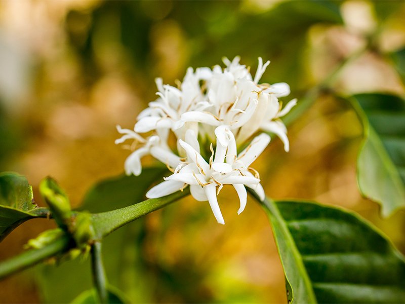 Florada do café: saiba tudo sobre a beleza e a ciência desta fase