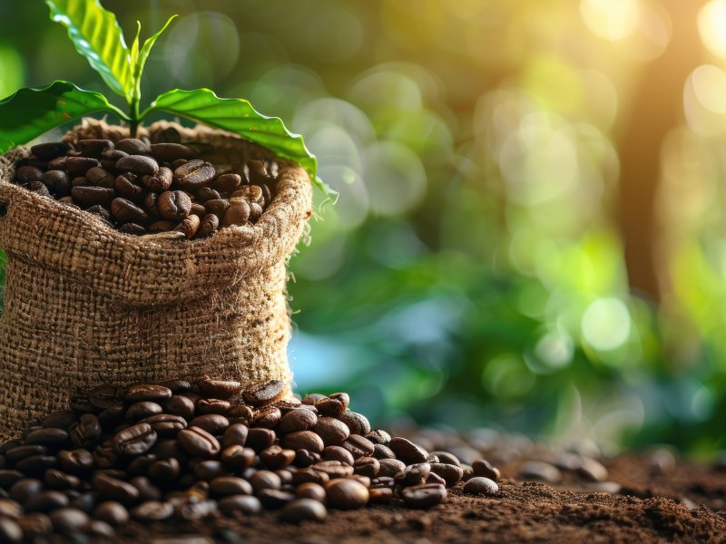 Benefícios do café orgânico para a saúde e o meio ambiente