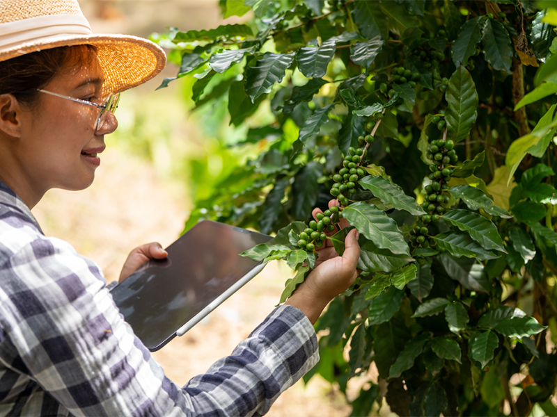 The Value of the Producer in the Coffee Supply Chain