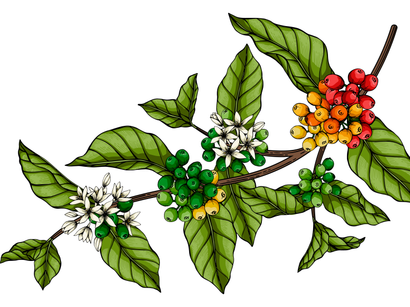 Café Arábica: flores hermafroditas y autofertilidad