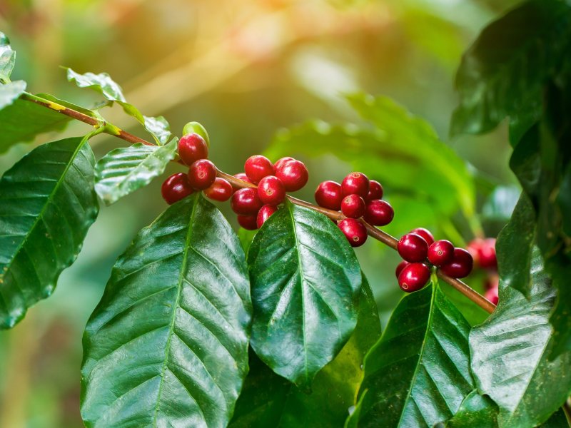 Descubre los 3 principales métodos de poda del café