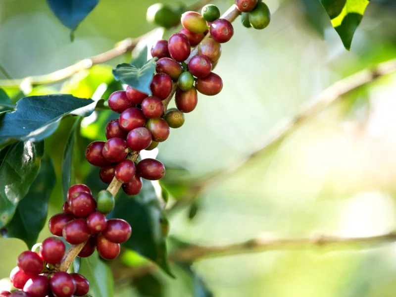 Organic coffee: what's the difference between it and conventional coffee?